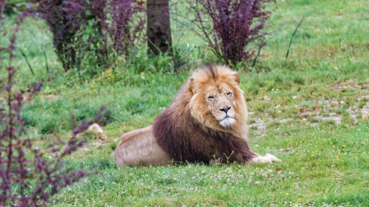 Week-end au zoo de beauval, combien ça coute ?
