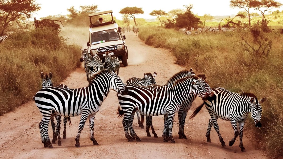 le-safari-quoi-exactement