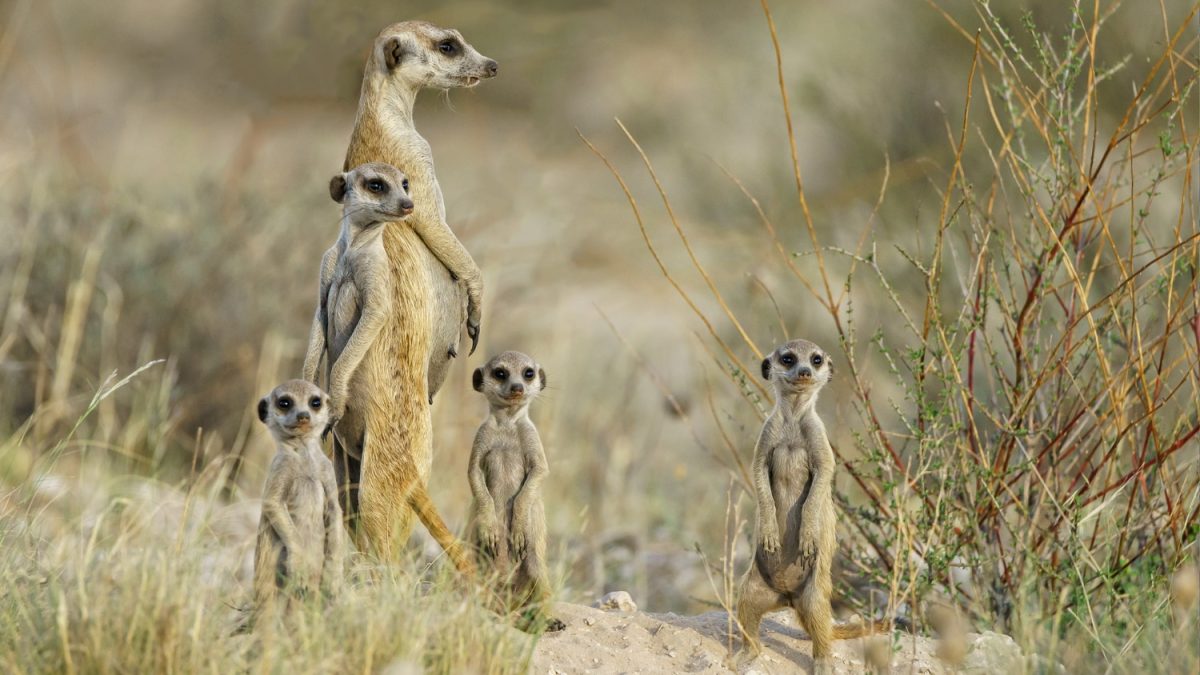 parc-national-moremi-au-botswana