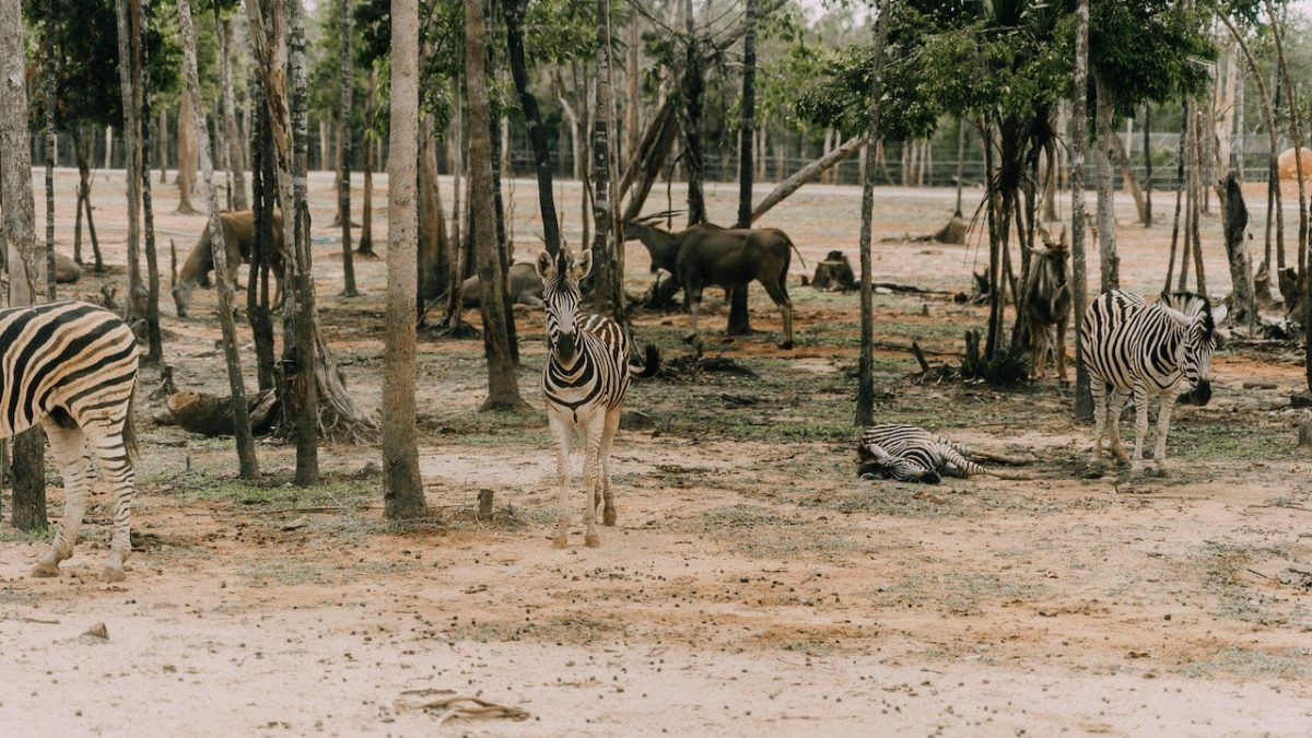pexels-anna-tarazevich-6796897