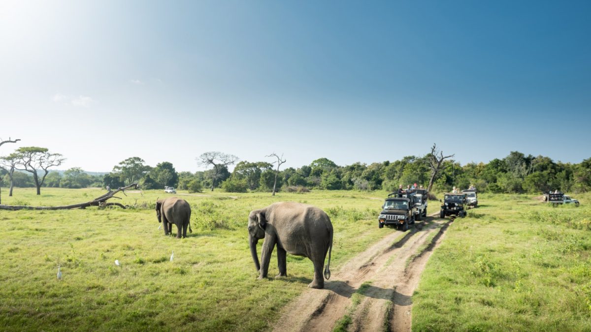 preparer-chobe-national-park