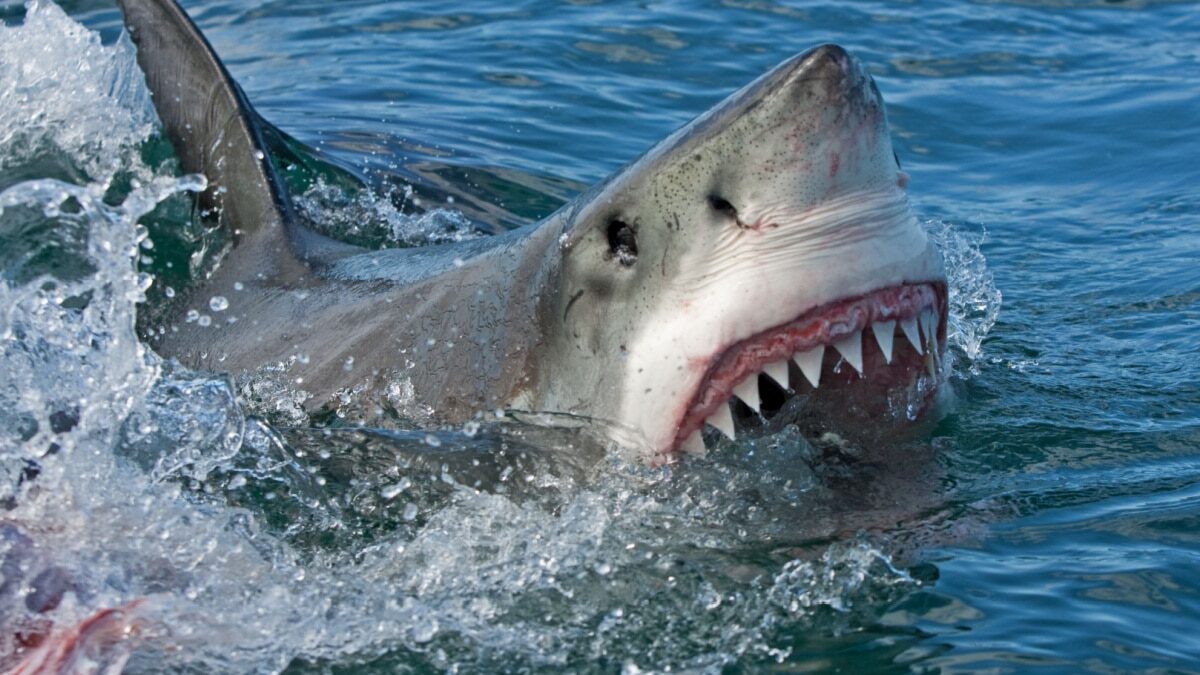une-requin-attaque