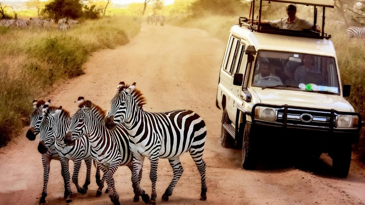 voir-safari-au-botswana